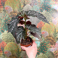 Begonia ‘Aiai’ – Rex Begonia - Sprouts of Bristol