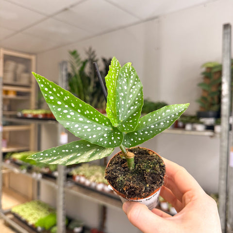 Begonia albopicta – Angel Wing Begonia - Sprouts of Bristol