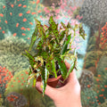 Begonia amphioxus - Sprouts of Bristol
