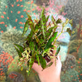 Begonia amphioxus - Sprouts of Bristol