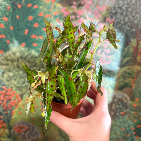 Begonia amphioxus - Sprouts of Bristol