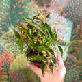 Begonia amphioxus - Sprouts of Bristol
