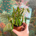Begonia amphioxus - Sprouts of Bristol