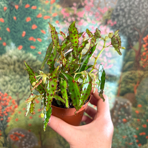 Begonia amphioxus - Sprouts of Bristol