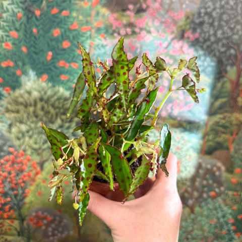 Begonia amphioxus - Sprouts of Bristol