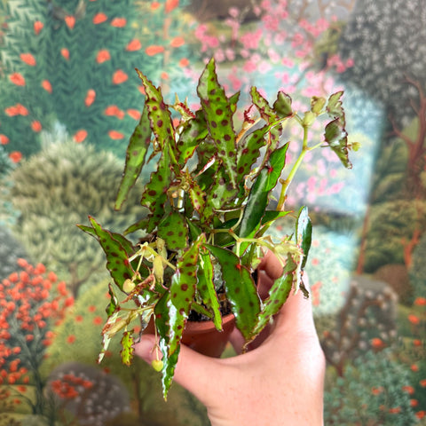 Begonia amphioxus - Sprouts of Bristol
