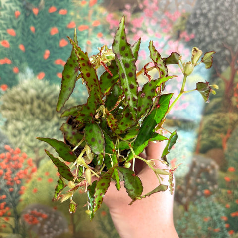 Begonia amphioxus - Sprouts of Bristol