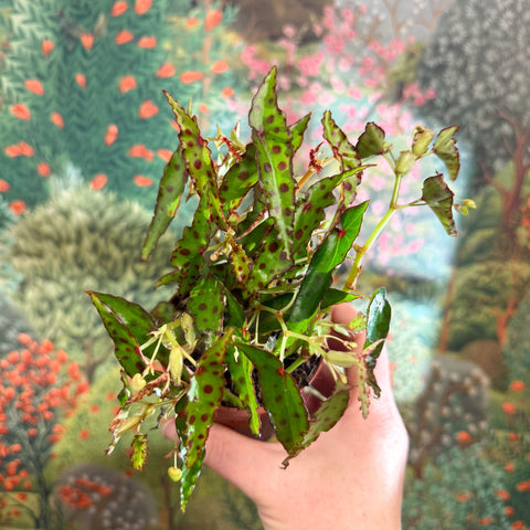 Begonia amphioxus - Sprouts of Bristol