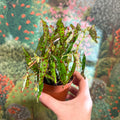 Begonia amphioxus - Sprouts of Bristol