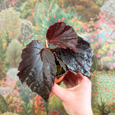 Begonia ‘Black Bat’ - Sprouts of Bristol