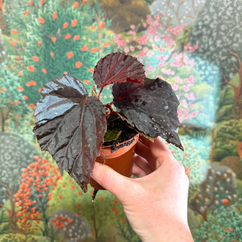 Begonia ‘Black Bat’ - Sprouts of Bristol