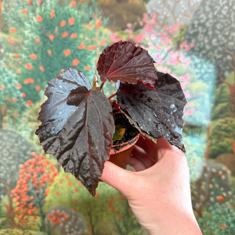 Begonia ‘Black Bat’ - Sprouts of Bristol