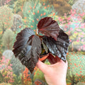 Begonia ‘Black Bat’ - Sprouts of Bristol