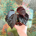 Begonia ‘Black Bat’ - Sprouts of Bristol