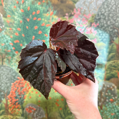Begonia ‘Black Bat’ - Sprouts of Bristol
