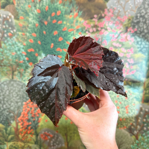Begonia ‘Black Bat’ - Sprouts of Bristol
