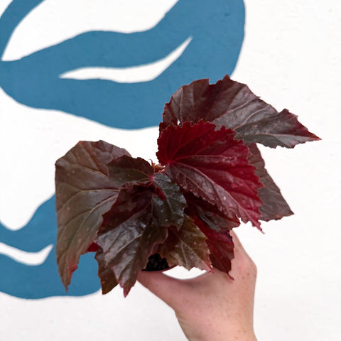 Begonia ‘Black Bat’ - Sprouts of Bristol