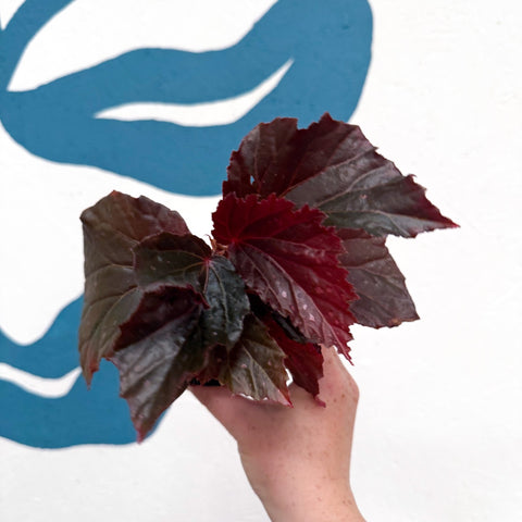 Begonia ‘Black Bat’ - Sprouts of Bristol