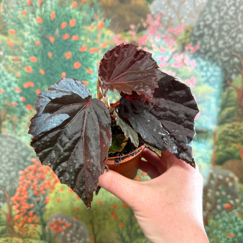 Begonia ‘Black Bat’ - Sprouts of Bristol