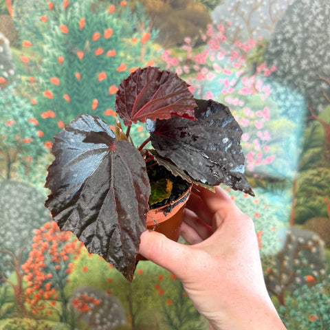 Begonia ‘Black Bat’ - Sprouts of Bristol