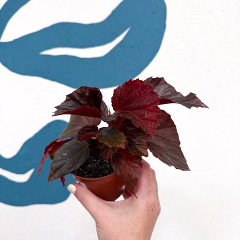 Begonia ‘Black Bat’ - Sprouts of Bristol