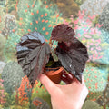 Begonia ‘Black Bat’ - Sprouts of Bristol