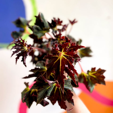 Begonia 'Black Fang' - Welsh Grown - Sprouts of Bristol