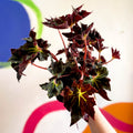 Begonia 'Black Fang' - Welsh Grown - Sprouts of Bristol