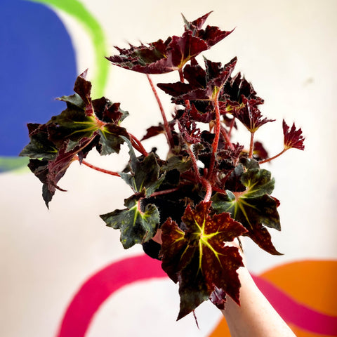 Begonia 'Black Fang' - Welsh Grown - Sprouts of Bristol