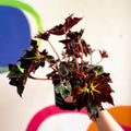 Begonia 'Black Fang' - Welsh Grown - Sprouts of Bristol