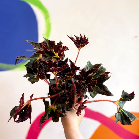 Begonia 'Black Fang' - Welsh Grown - Sprouts of Bristol