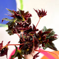 Begonia 'Black Fang' - Welsh Grown - Sprouts of Bristol