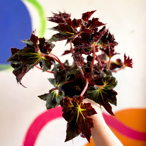 Begonia 'Black Fang' - Welsh Grown - Sprouts of Bristol