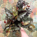 Begonia ‘Black Forest’ – Rex Begonia - Sprouts of Bristol