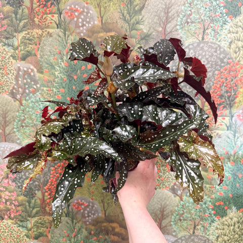 Begonia ‘Black Forest’ – Rex Begonia - Sprouts of Bristol