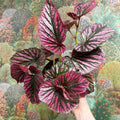 Begonia brevirimosa - Sprouts of Bristol