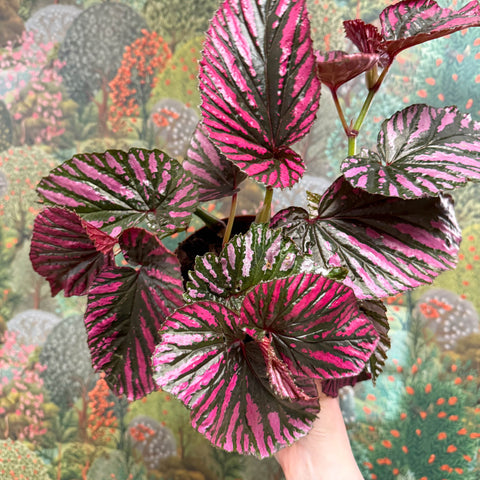 Begonia brevirimosa - Sprouts of Bristol