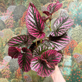 Begonia brevirimosa - Sprouts of Bristol
