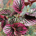 Begonia brevirimosa - Sprouts of Bristol