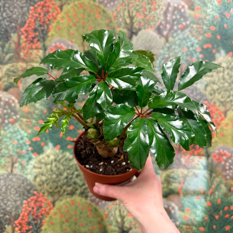 Begonia carolineifolia ‘Highlander’ – Palm Leaf Begonia - Sprouts of Bristol