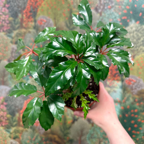 Begonia carolineifolia ‘Highlander’ – Palm Leaf Begonia - Sprouts of Bristol