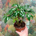 Begonia carolineifolia ‘Highlander’ – Palm Leaf Begonia - Sprouts of Bristol