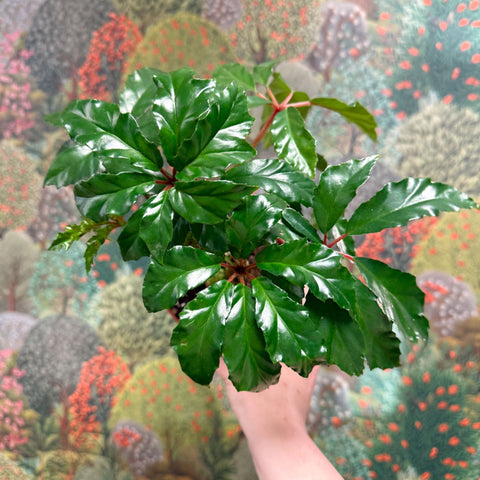 Begonia carolineifolia ‘Highlander’ – Palm Leaf Begonia - Sprouts of Bristol
