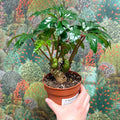 Begonia carolineifolia ‘Highlander’ – Palm Leaf Begonia - Sprouts of Bristol