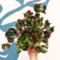 Begonia 'Cathedral' - Welsh Grown - Sprouts of Bristol