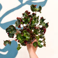 Begonia 'Cathedral' - Welsh Grown - Sprouts of Bristol