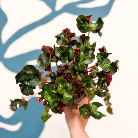 Begonia 'Cathedral' - Welsh Grown - Sprouts of Bristol