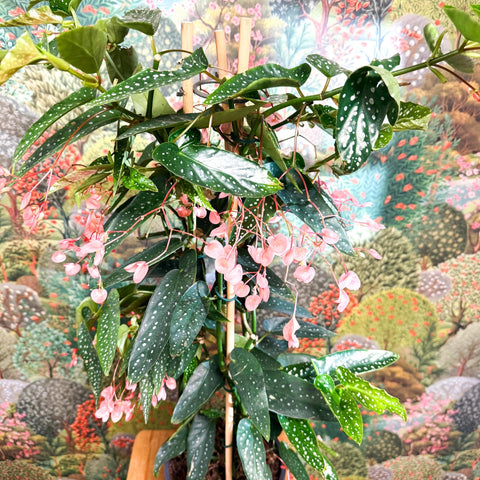 Begonia ‘Coral Pink’ - Sprouts of Bristol