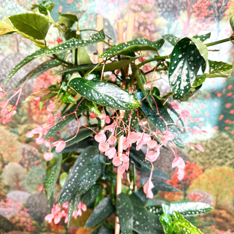 Begonia ‘Coral Pink’ - Sprouts of Bristol