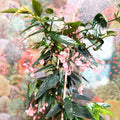 Begonia ‘Coral Pink’ - Sprouts of Bristol